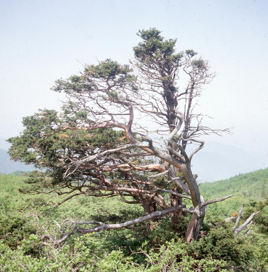 소백산 주목군락이미지