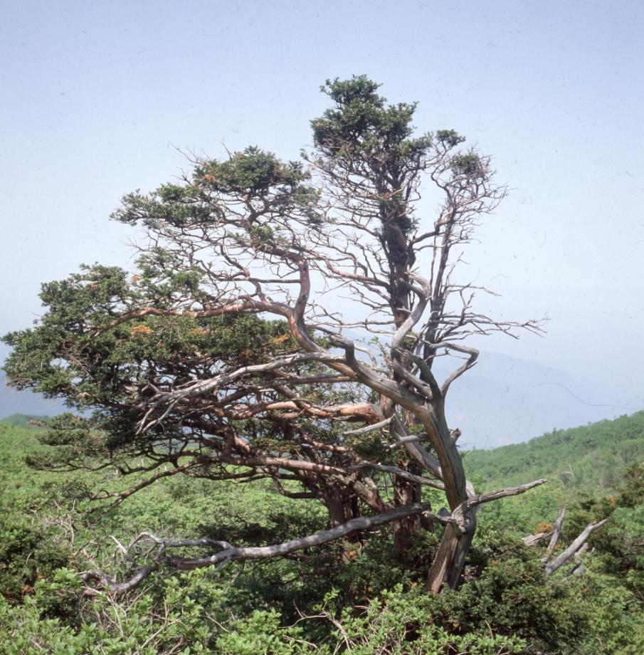 소백산 주목군락이미지