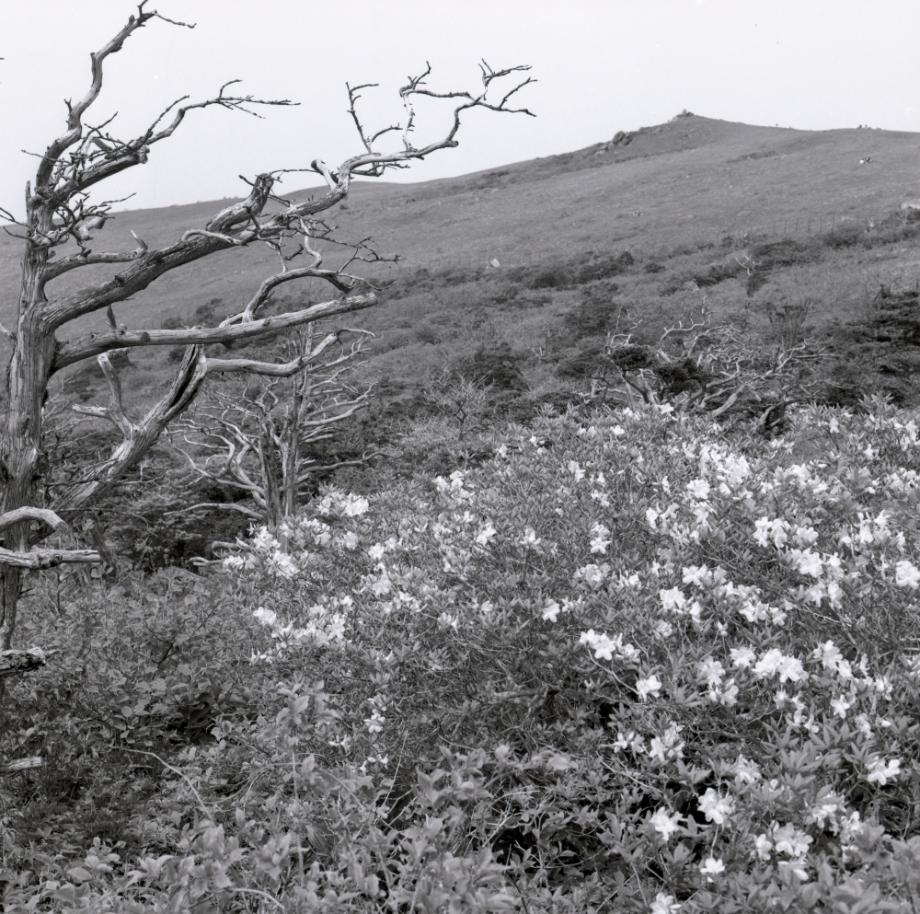 소백산 주목군락이미지