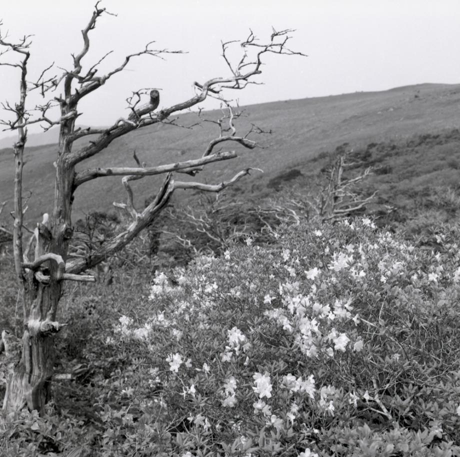 소백산 주목군락이미지