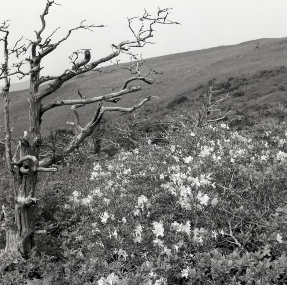 소백산 주목군락이미지