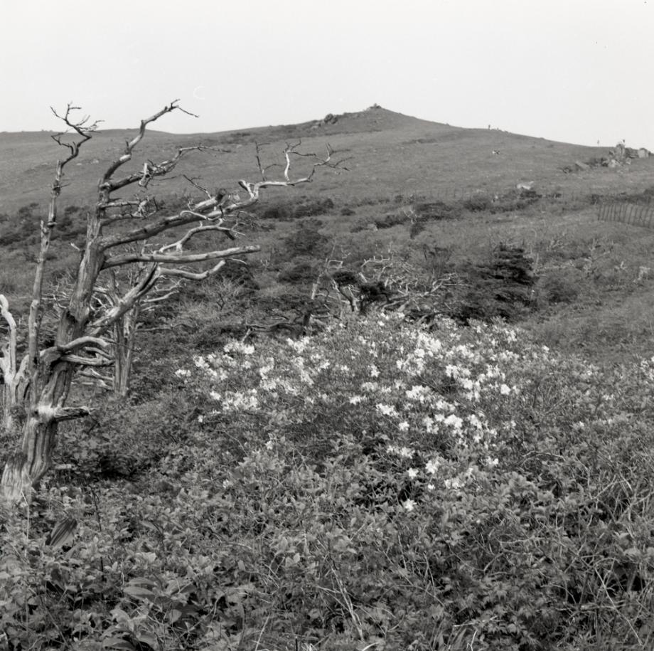 소백산 주목군락이미지