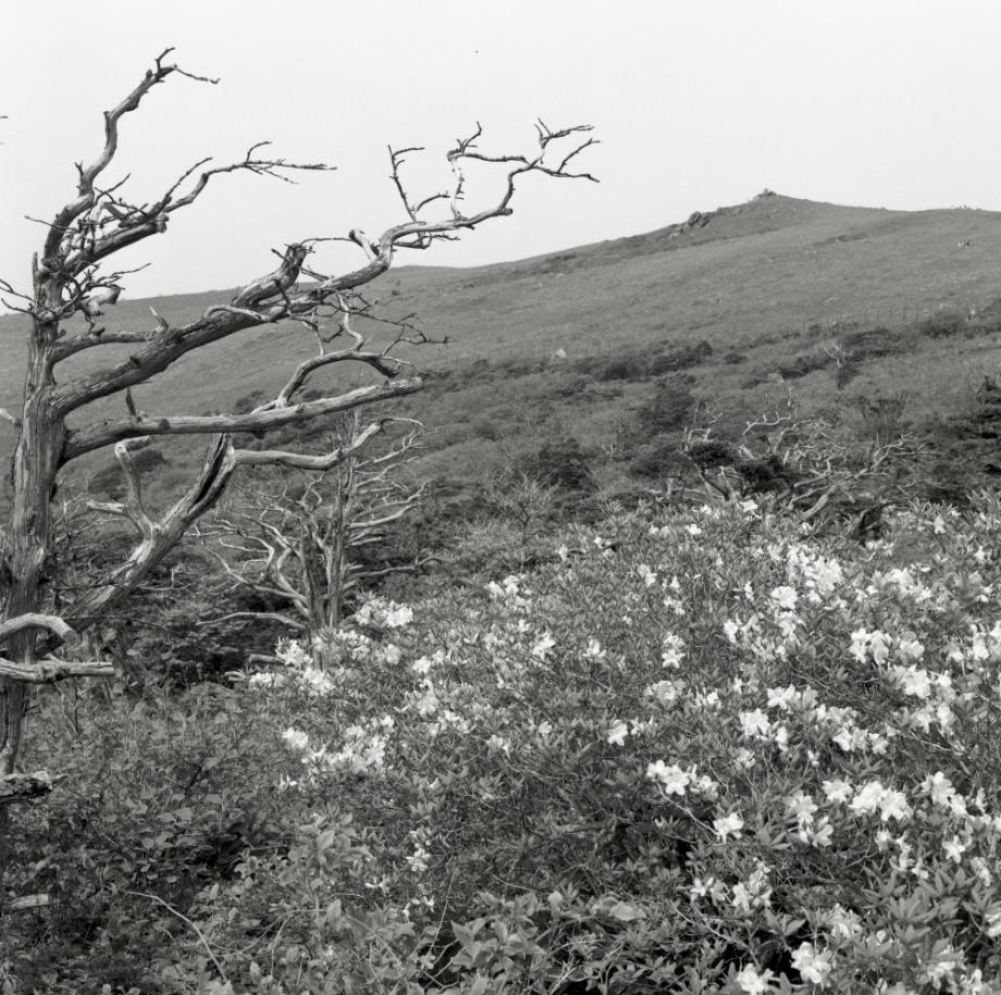 소백산 주목군락이미지