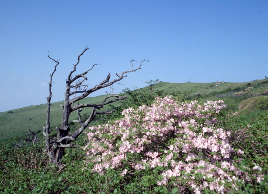 소백산 주목군락이미지