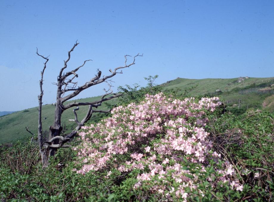 소백산 주목군락이미지
