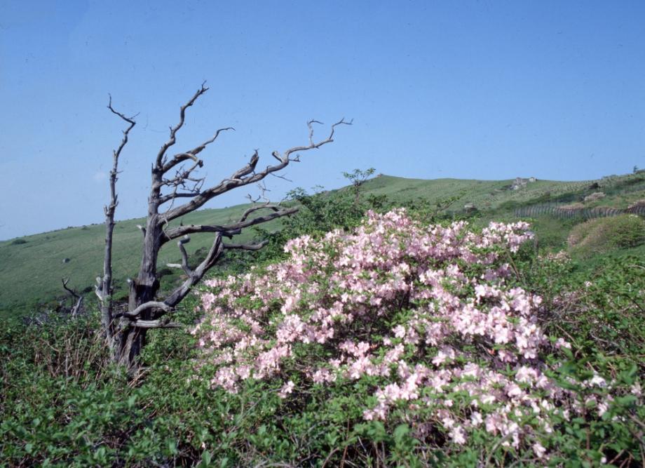 소백산 주목군락이미지
