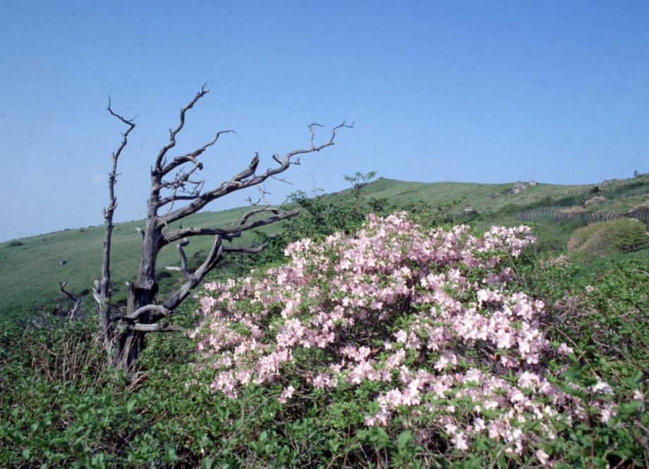 소백산 주목군락이미지