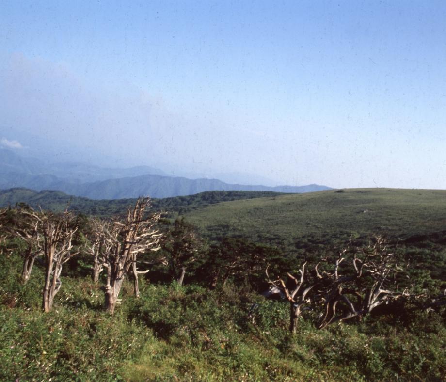 소백산 주목군락이미지