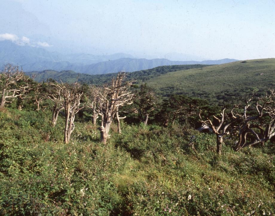 소백산 주목군락이미지