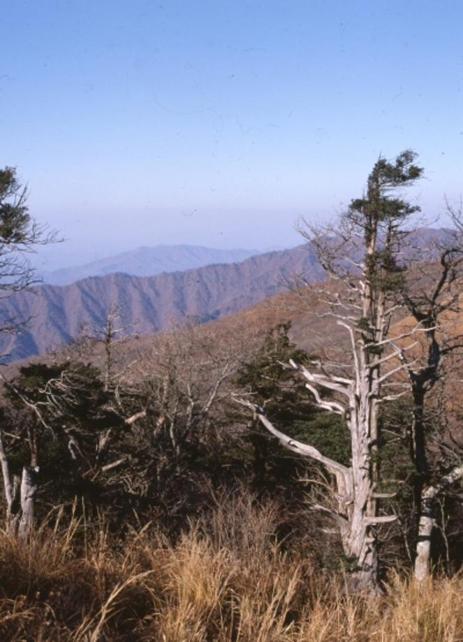 소백산 주목군락이미지