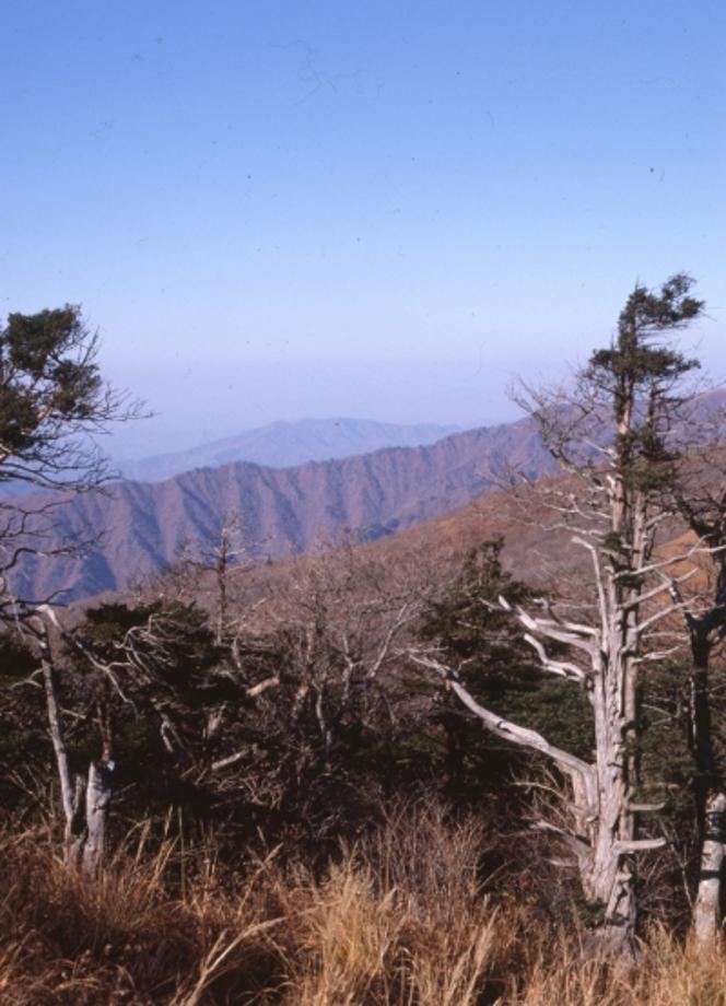 소백산 주목군락이미지