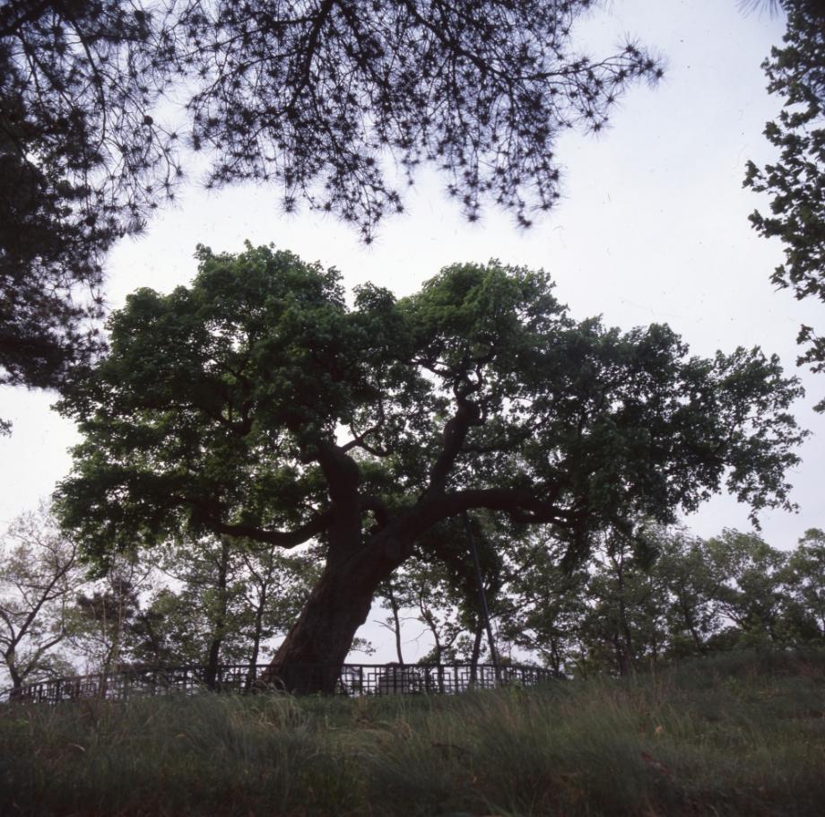 청주 공북리 음나무이미지
