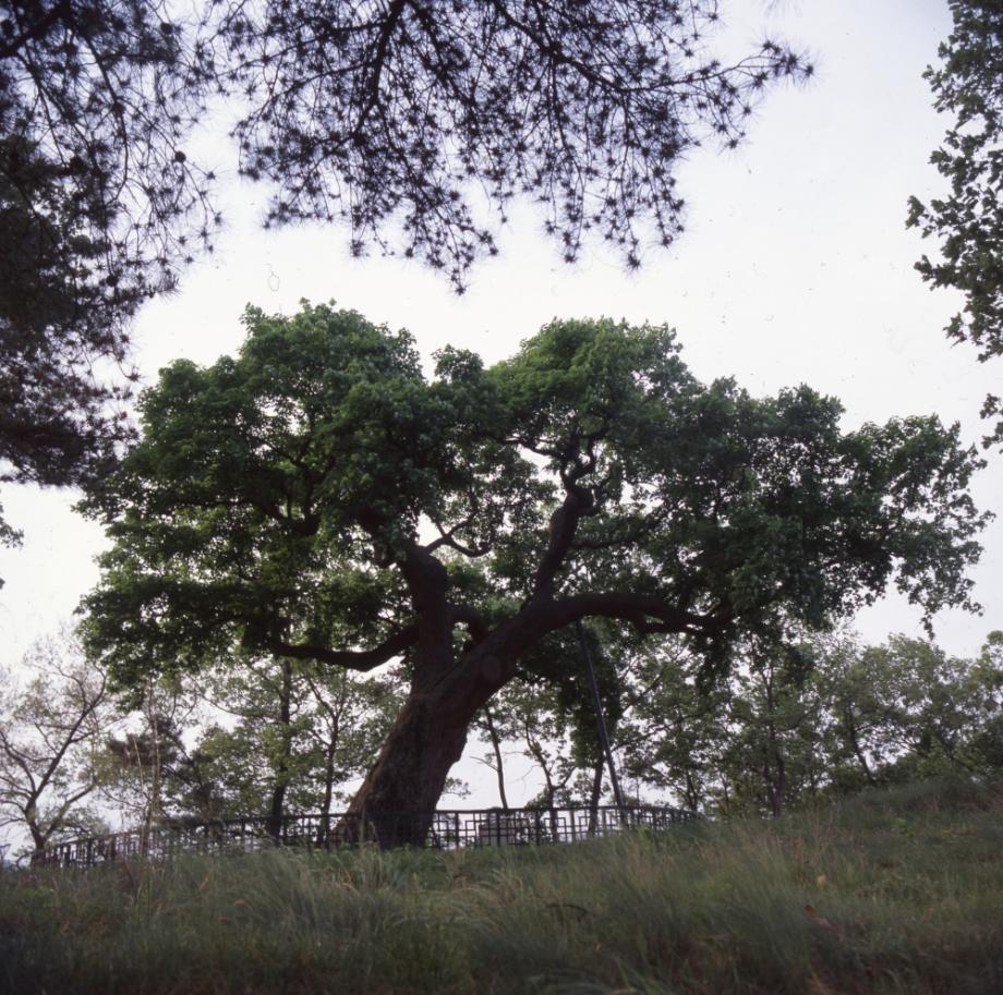 청주 공북리 음나무이미지