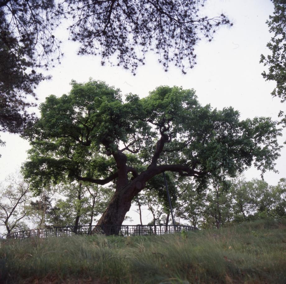 청주 공북리 음나무이미지