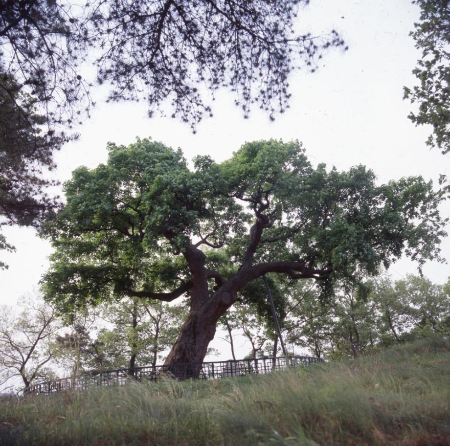 청주 공북리 음나무이미지