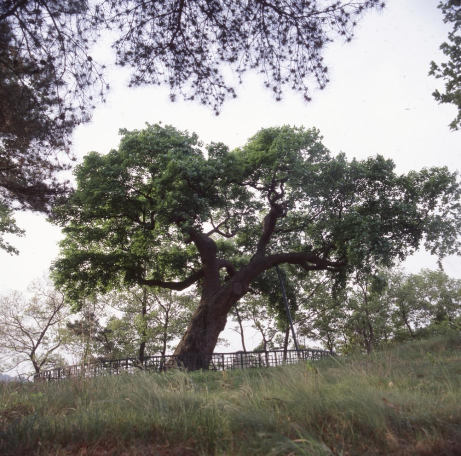 청주 공북리 음나무이미지