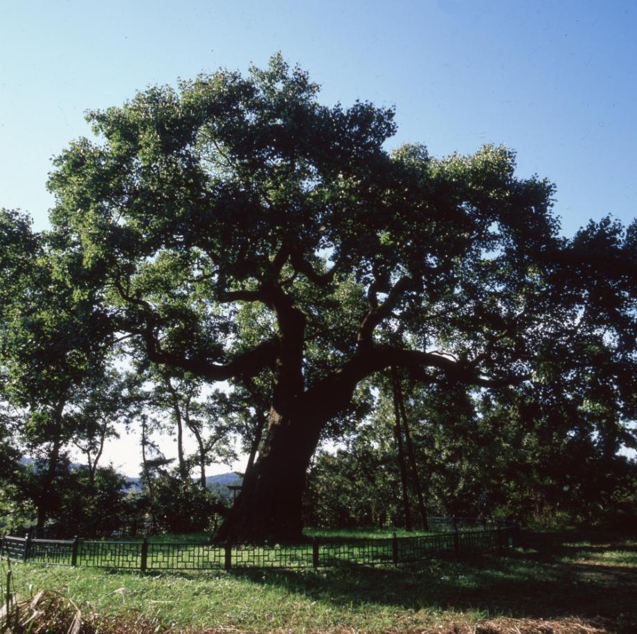 청주 공북리 음나무이미지