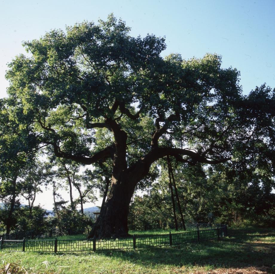 청주 공북리 음나무이미지