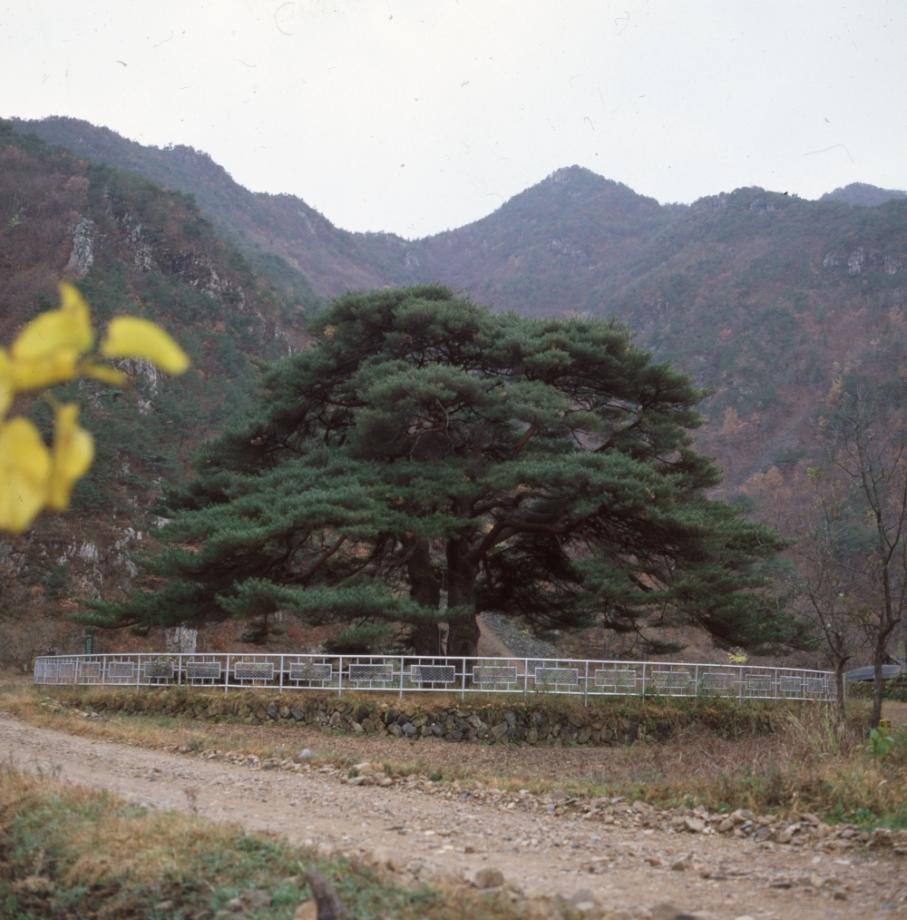 보은 서원리 소나무이미지