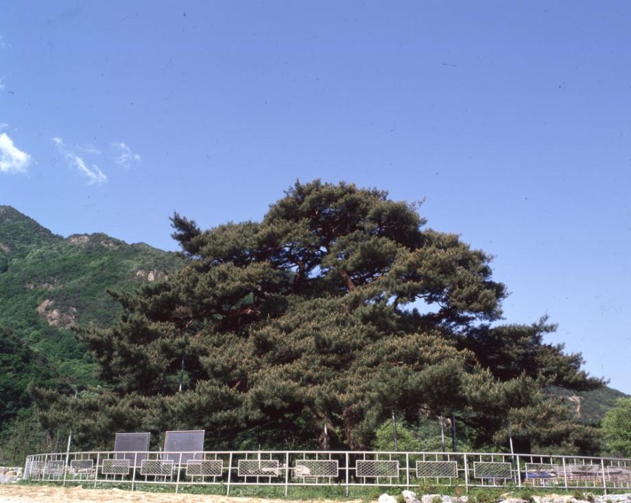 보은 서원리 소나무이미지