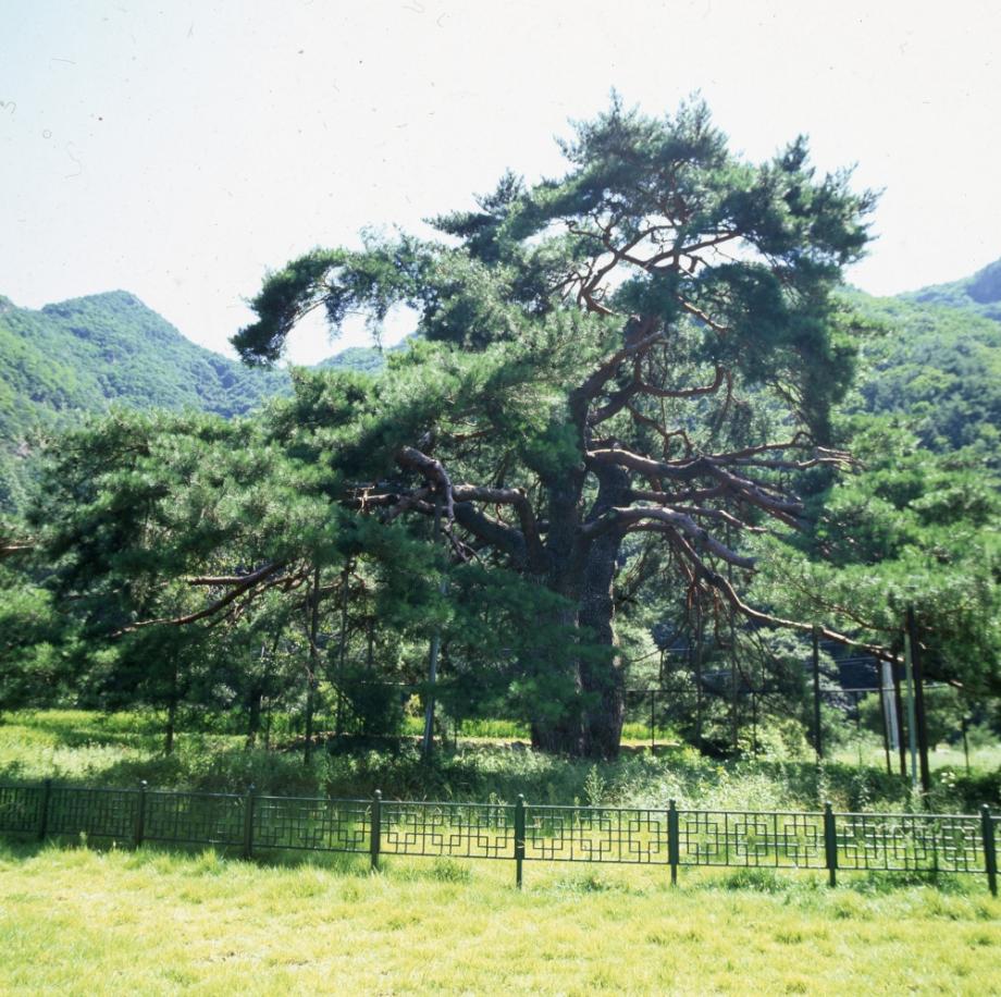 보은 서원리 소나무이미지