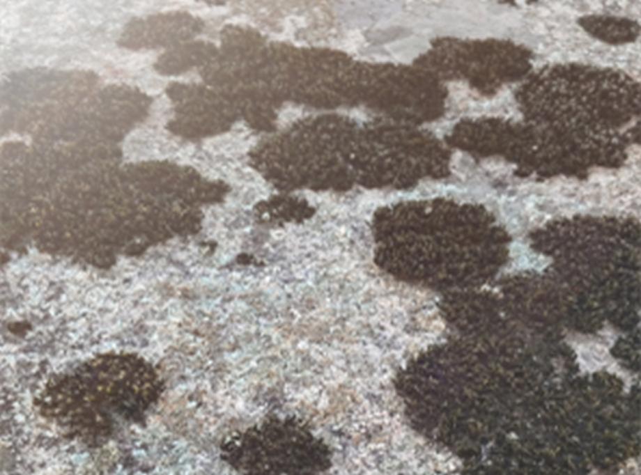 충주 미륵리 오층석탑 정밀안전진단 보고서