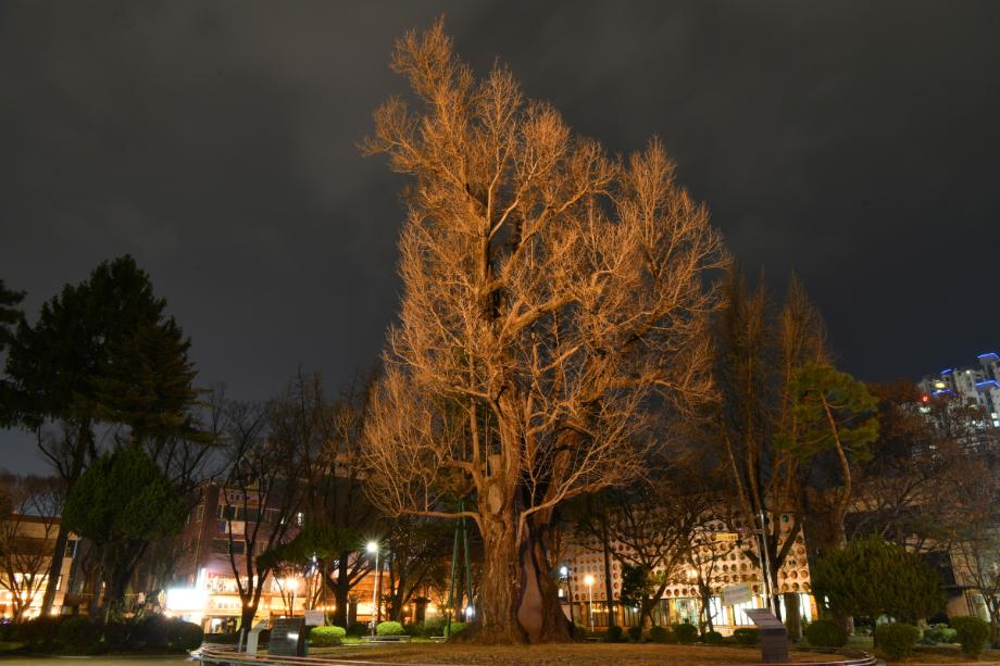 도심 한복판 900년의 증언 청주 압각수를 천연기념물로 이미지